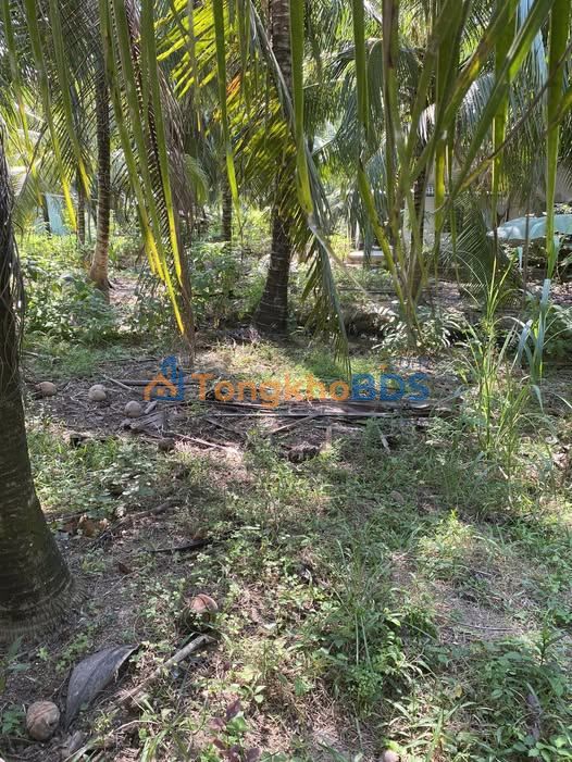 Đất Xã Phú Nhuận Bến Tre 400m² 900 triệu - Đường to ô tô