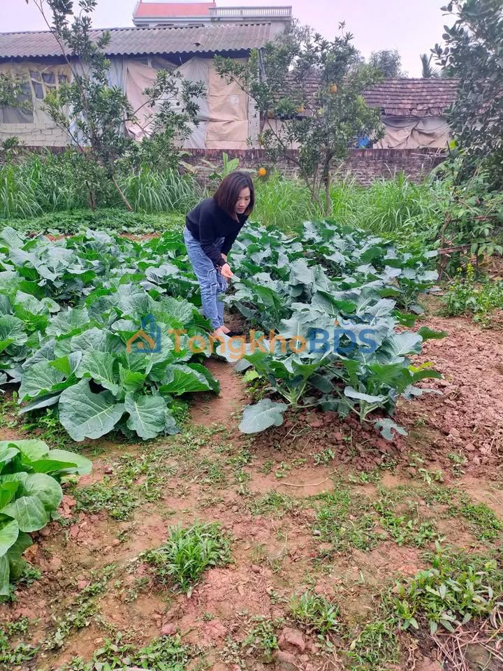 Đất thổ cư Thôn Liễu Châu Ba Vì 150m² - Đất thổ cư 100%