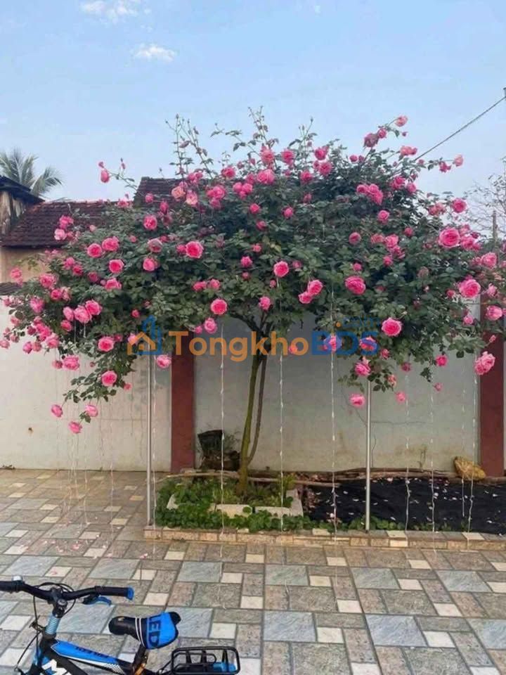 Đất nền Quảng Đông Thanh Hóa 98m² - Đường 2 ô tô tránh