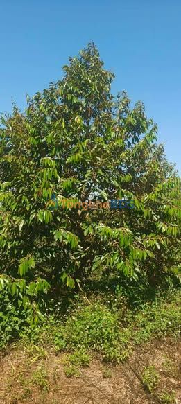 Đất vườn Ea Siên Buôn Hồ 2.160m² giá 2 tỷ - Sinh thái xanh