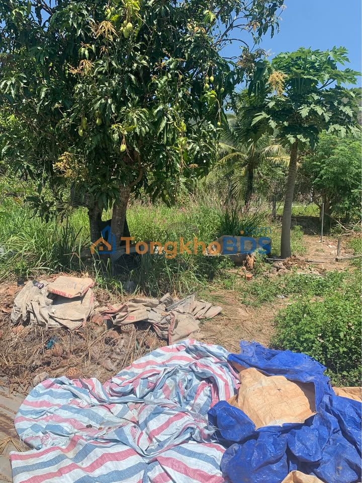 Đất nền Như Xuân Vĩnh Phương 80m² giá 850tr - Sổ đỏ chính chủ