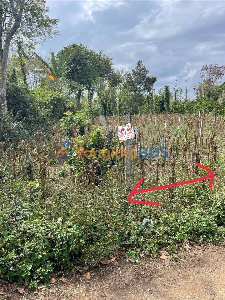 Đất nền Ea Tam 175m² 680tr - Sổ đỏ chính chủ