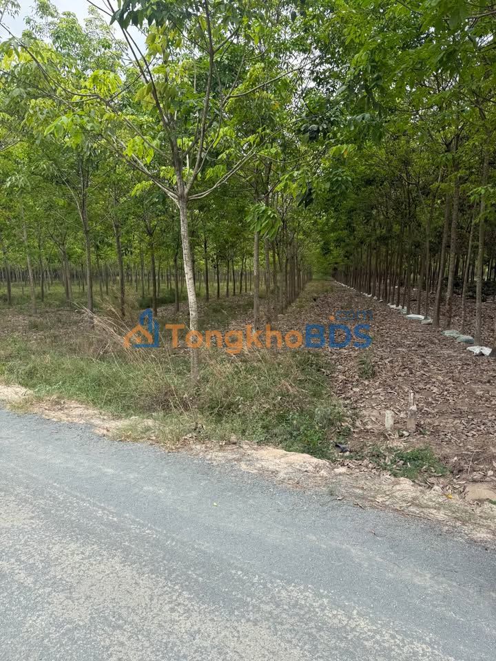 Đất Long An Tân Phong 1,6ha 2 tỷ - Pháp lý rõ ràng