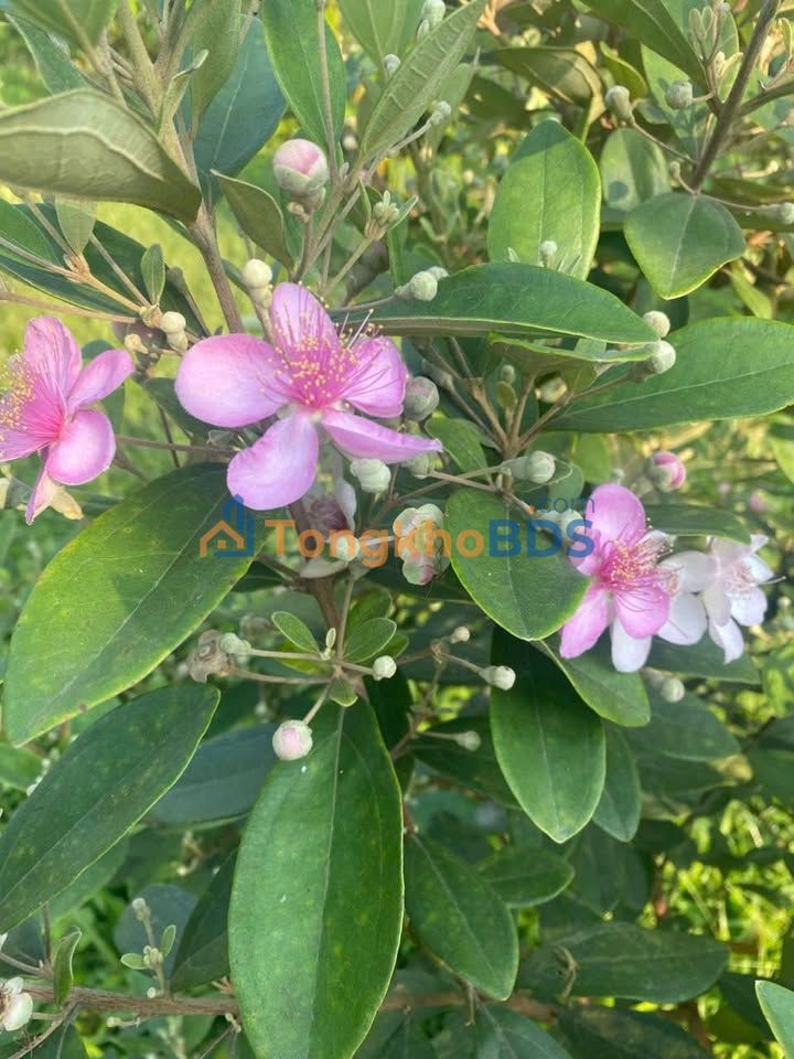 Đất nền Hoàng Văn Thái 80m² 450 triệu - Xây dựng tự do