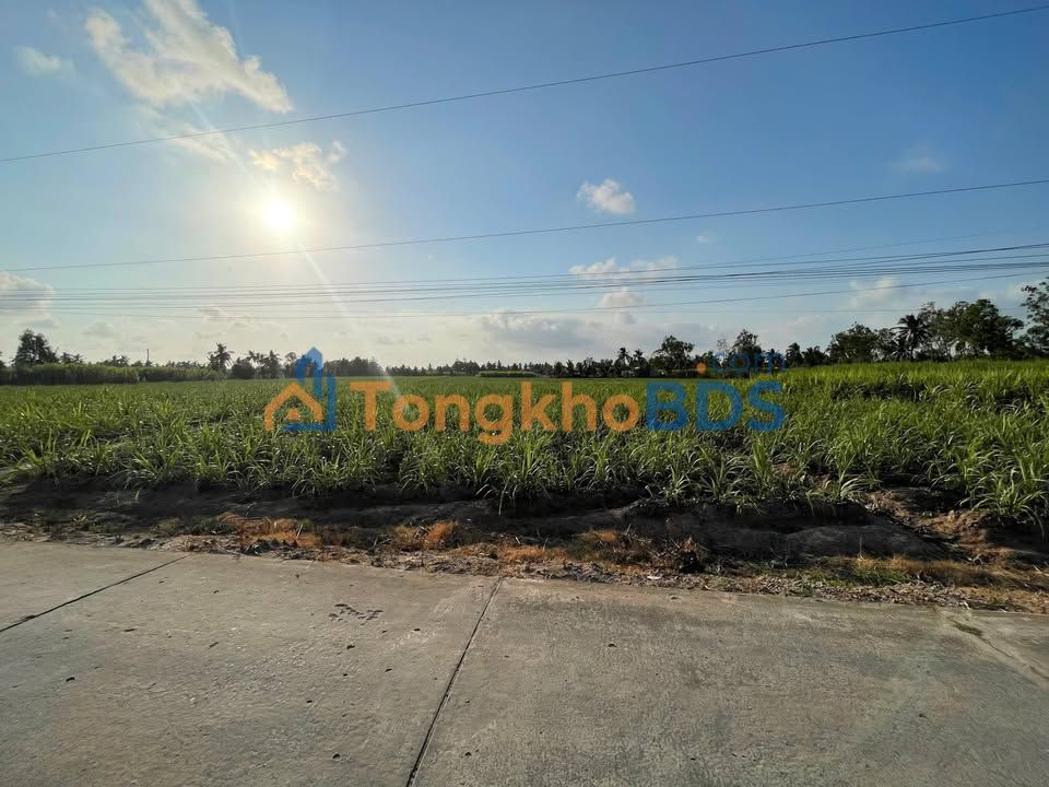 Đất ruộng Cù Lao Dung Sóc Trăng 15.000m² - Đầu tư dài hạn