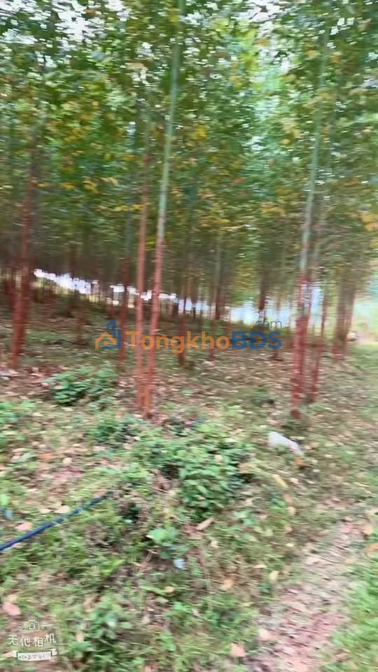 Farm Tràng Lương Đông Triều 20ha thỏa thuận - Sổ đỏ chính chủ