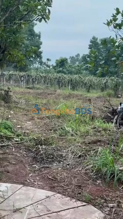 Đất nền Yên Mỹ Lạng Giang 13.000m² - Đầu tư dài hạn