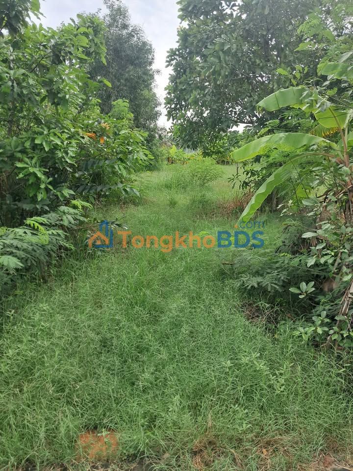 Đất nền Gò Công 175m² 320 triệu - Xây dựng tự do gần cầu