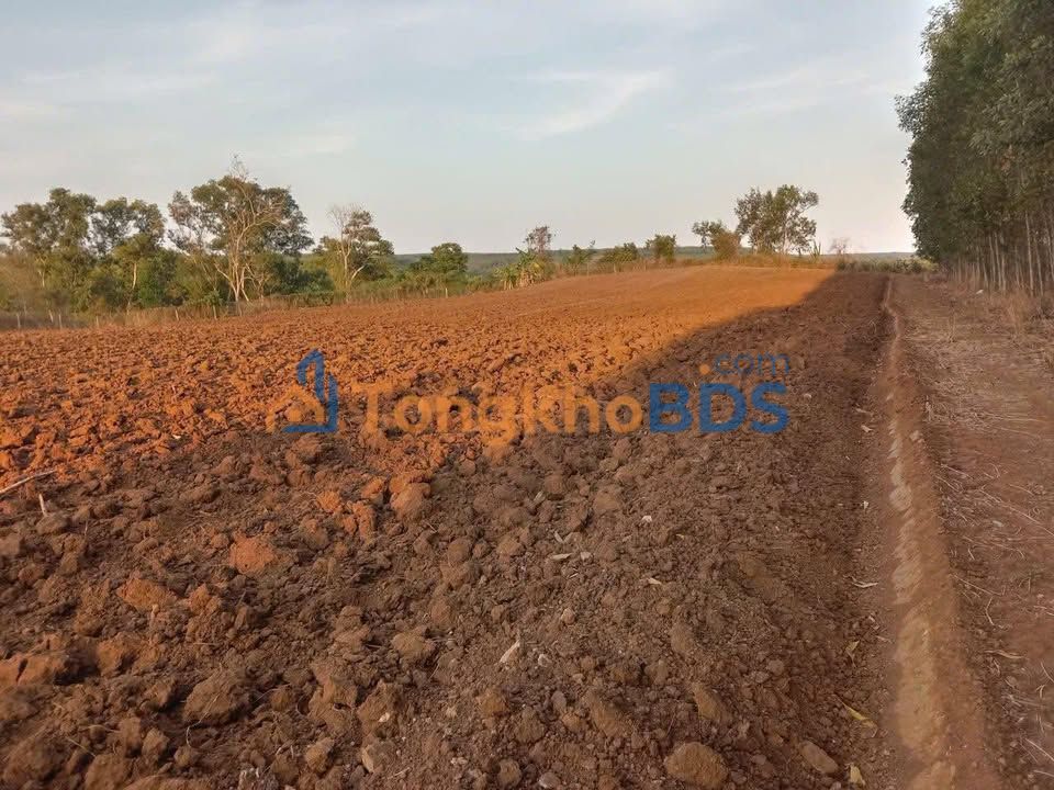 Đất vườn Bình Giã Châu Đức 4.680m² 3.9 tỷ - Sinh thái xanh