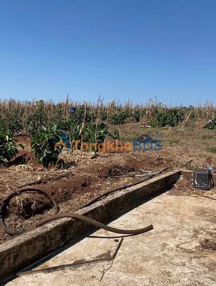 Farm cà phê Hải Yang 1.5ha giá thỏa thuận - Nghỉ dưỡng