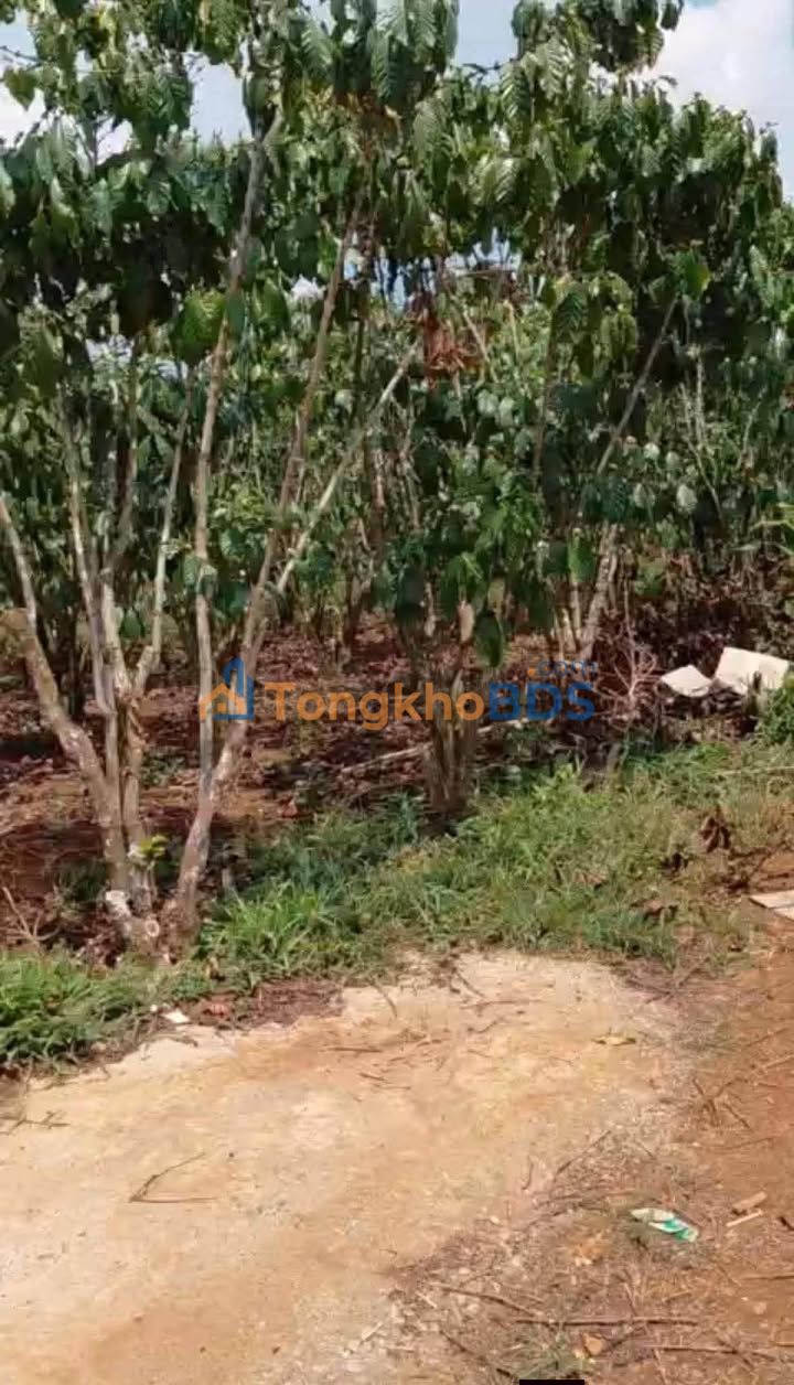 Đất Hòa Ninh Di Linh 1.152m² 1.45 tỷ - Tiềm năng tăng giá