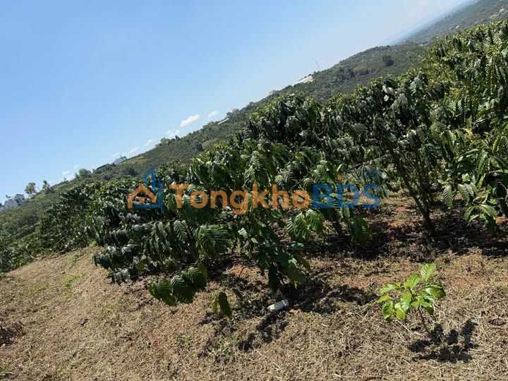 Đất trồng Hòa Ninh 2.736m² 2,812 tỷ - Sổ đỏ chính chủ