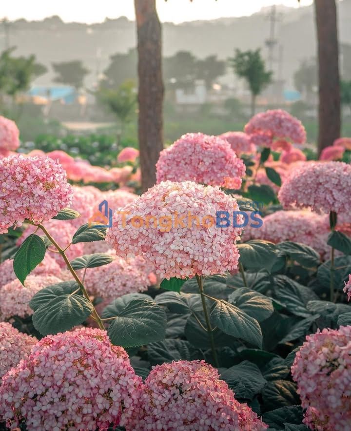 Shophouse Linh Đàm 90m2 - Thỏa thuận - Mặt tiền kinh doanh