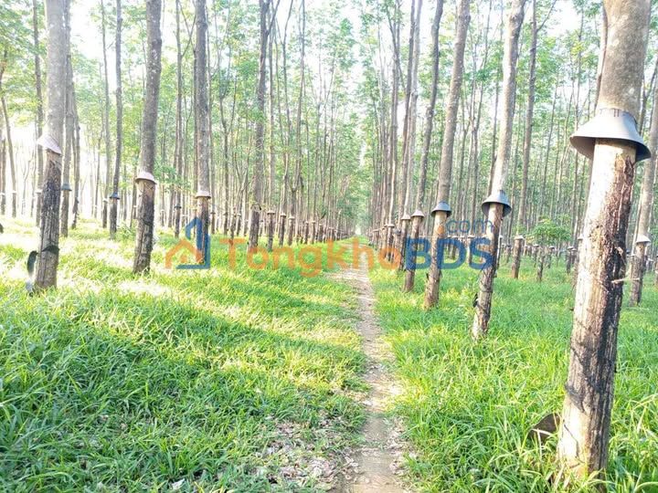 Dat vuon Phu Hoa Chu Pah 2ha - So hong ro rang O to vao