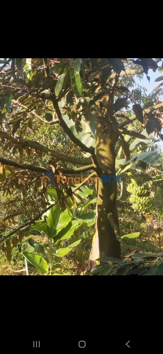 Đất vườn Mỹ Lợi A 1.824m² 750 triệu/năm - Đầu tư dài hạn