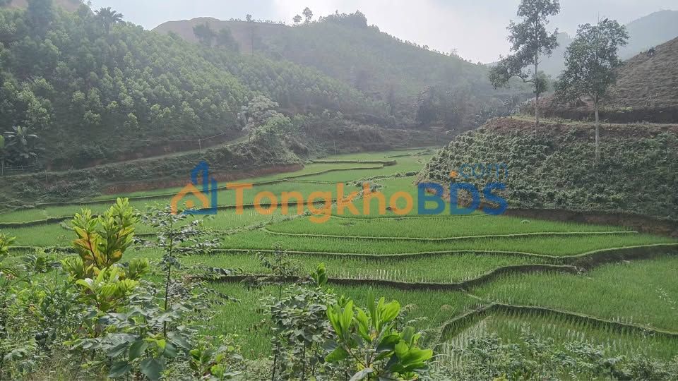 Đất vườn Thu Ngạc Tân Sơn 1ha/1,1 tỷ - Nghỉ dưỡng lý tưởng