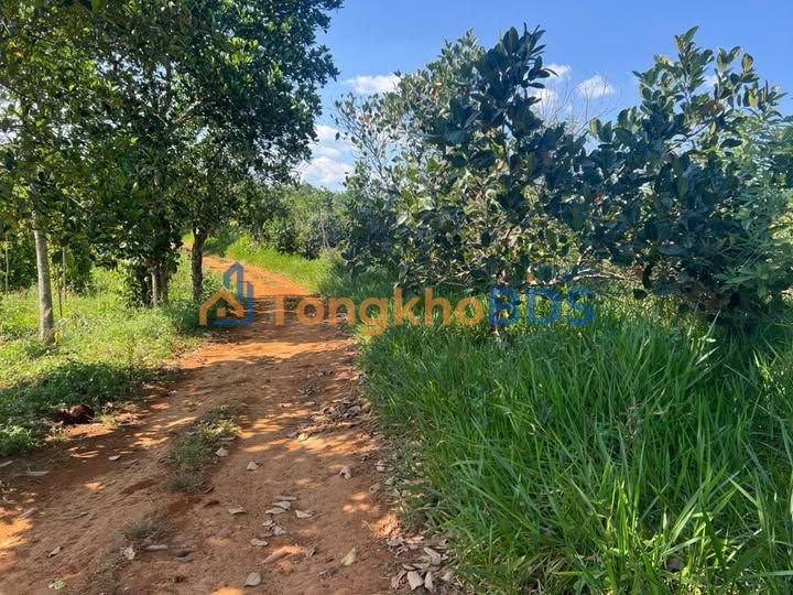 Đất nền Đông Gia Nghĩa Bảo Lộc 10.000m² 1.6 tỷ - Pháp lý rõ ràng