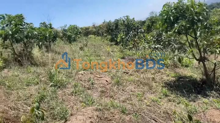 Đất nền Tân Hà Lâm Hà 10.000m² 750tr - Tiềm năng tăng giá