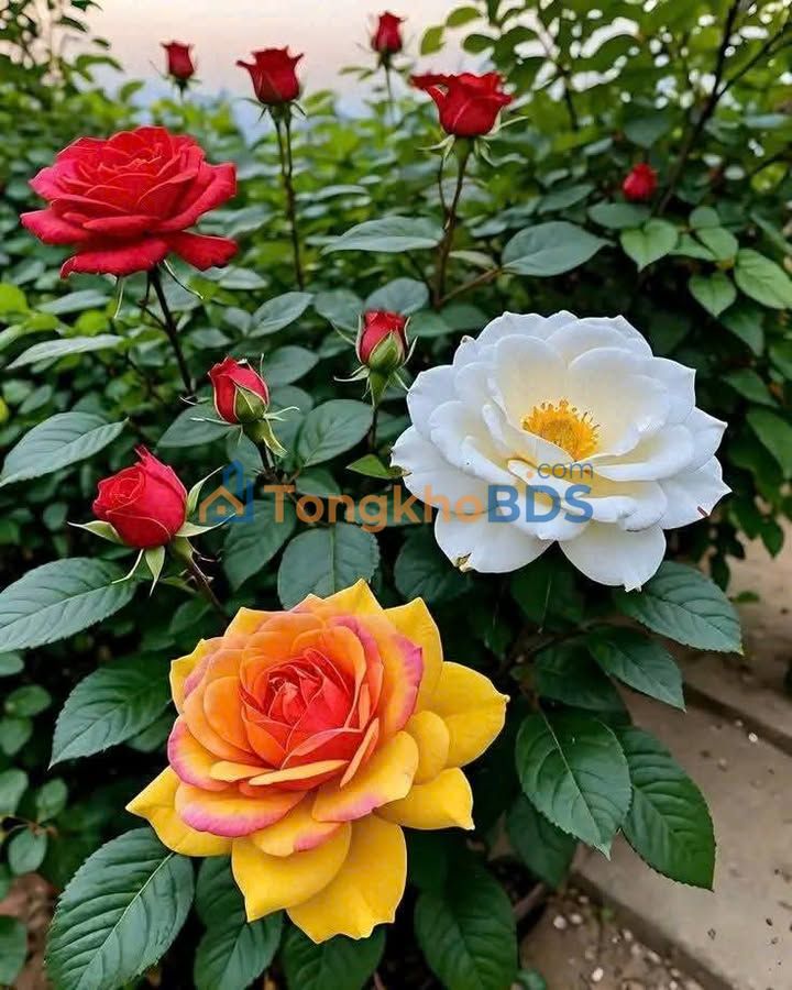 Can ho Bonaza Dreamland My Dinh 2PN full do, Ban giao ngay