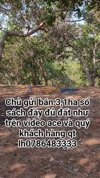 Đất nền Đồng Nai Bù Đăng 3,1ha sổ đỏ – Tiềm năng tăng giá