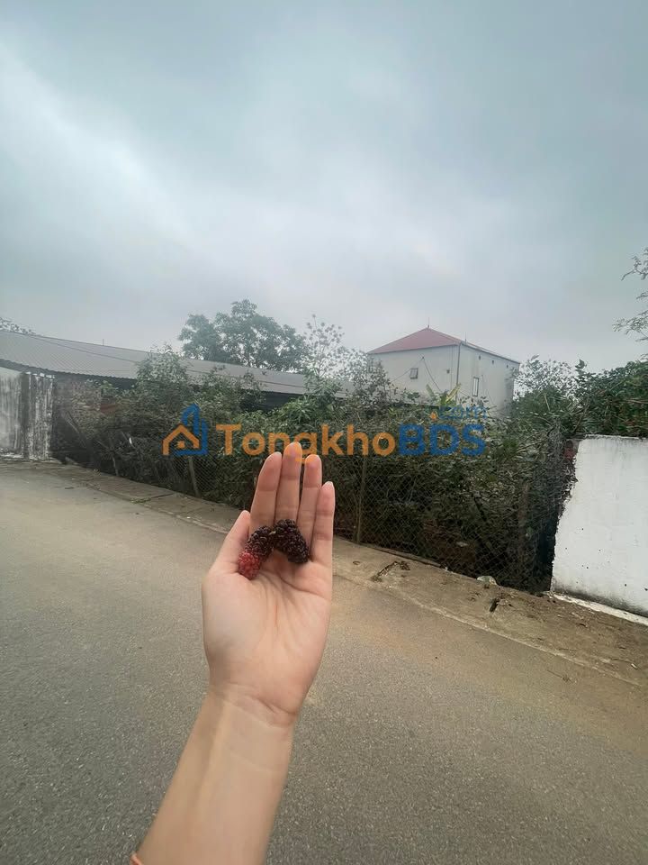 Đất nền Thanh Vân Vĩnh Yên 200m² giá đầu tư - Đường to ô tô