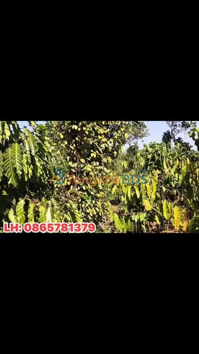 Farm Quảng Tâm Tuy Đức 2ha 2.5 tỷ - Sổ đỏ chính chủ