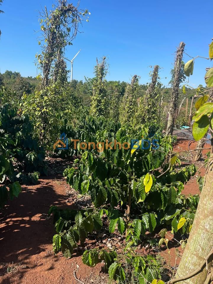 Đất vườn Dliegiang 1.080m² 990 triệu - Nghỉ dưỡng lý tưởng