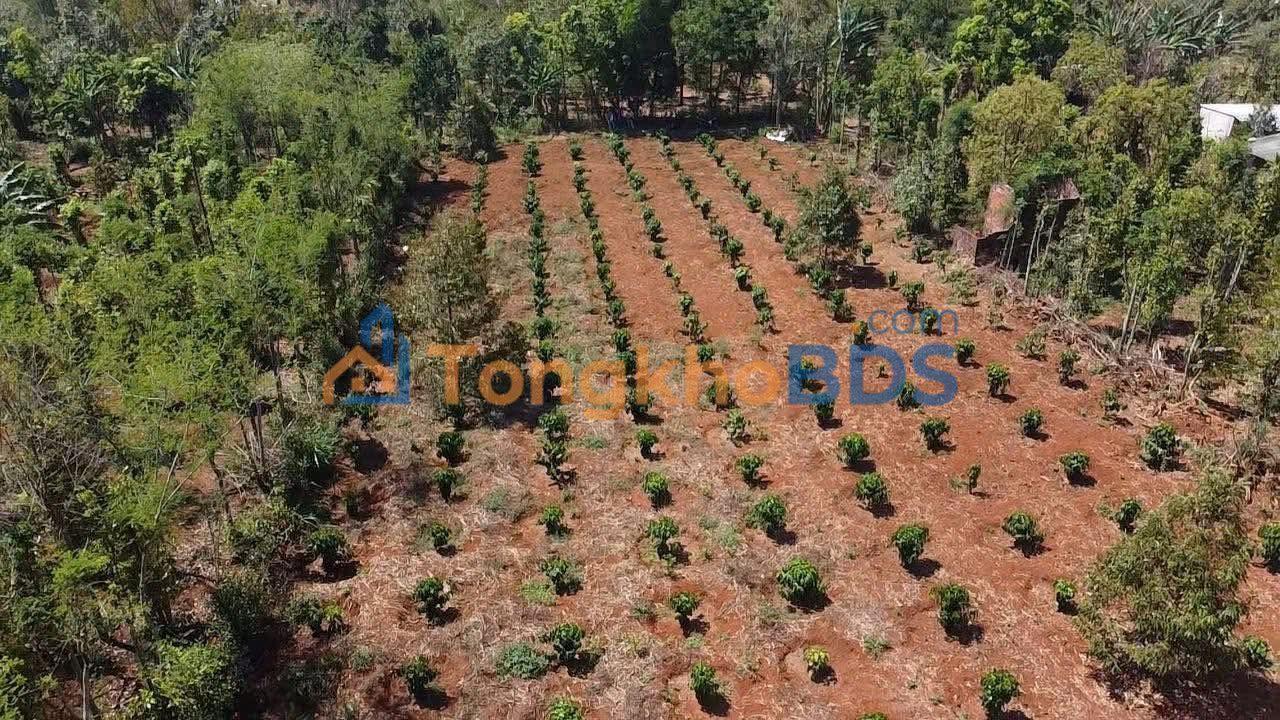 Farm Ea Kar 20,000m² gần QL26 - Nghỉ dưỡng lý tưởng
