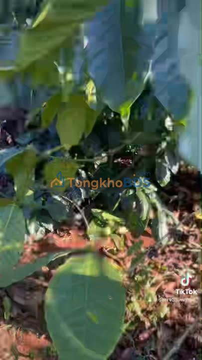 Đất nền Quảng Sơn Đăk Glong 6ha 10.8 tỷ - Tiềm năng tăng giá