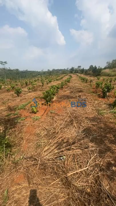 Đất nền Đắk Búk So Tuy Đức 2,1 ha - Sổ đỏ chính chủ