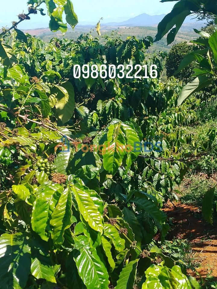 Đất nền Gia Nghĩa 1,6ha 3,3 tỷ - Sổ đỏ chính chủ