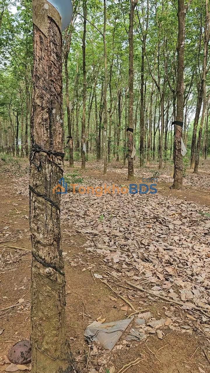 Farm Thiện Hưng Bù Đốp 1.1ha 1.75 tỷ - Đầu tư dài hạn