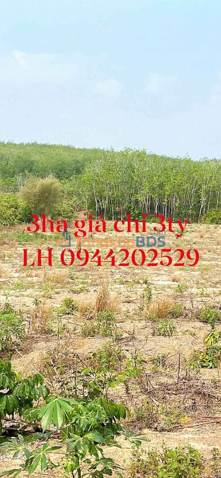 Farm Lộc Thành Bình Phước 3ha giá 3 tỷ - Sinh thái xanh