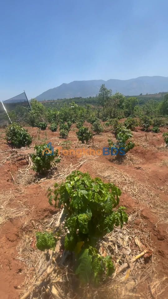 Farm Đăk Yă Mang Yang 1,5ha giá thương lượng - Sổ đỏ chính chủ