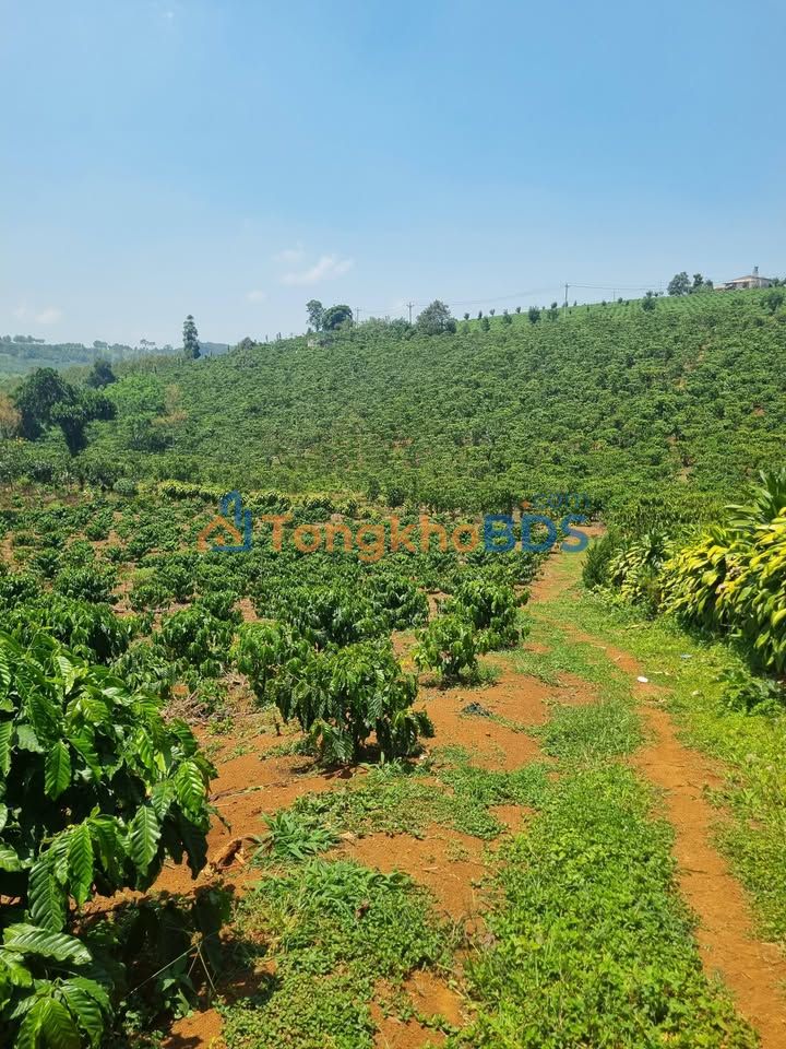 Farm Thôn 10 Bảo Lộc 1440m² 3 tỷ - Nghỉ dưỡng lý tưởng