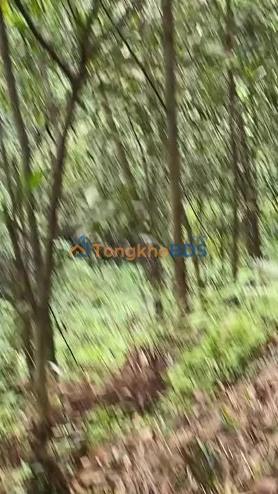 Đất vườn An Khánh Đại Từ 17ha 6.8 tỷ - Sinh thái xanh