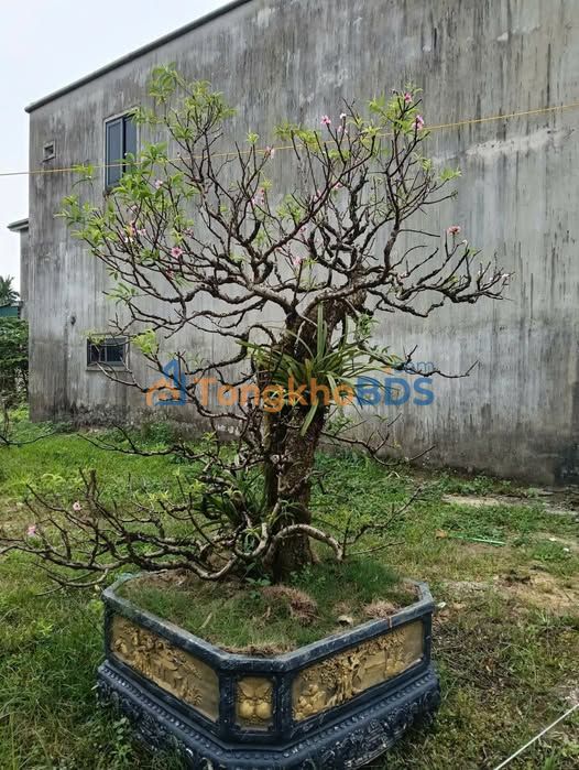 Đất Thạch Hạ Hà Tĩnh 140m² 2 tỷ - Sổ đỏ chính chủ