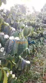 Đất rẫy Tuy Đức Quốc lộ 14 1.3ha 1.8 tỷ - Sổ đỏ