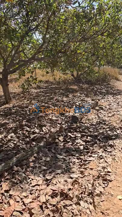 Đất nền Ia Tul Ia Pa 5ha, gần tỉnh lộ 800m - Đường ô tô