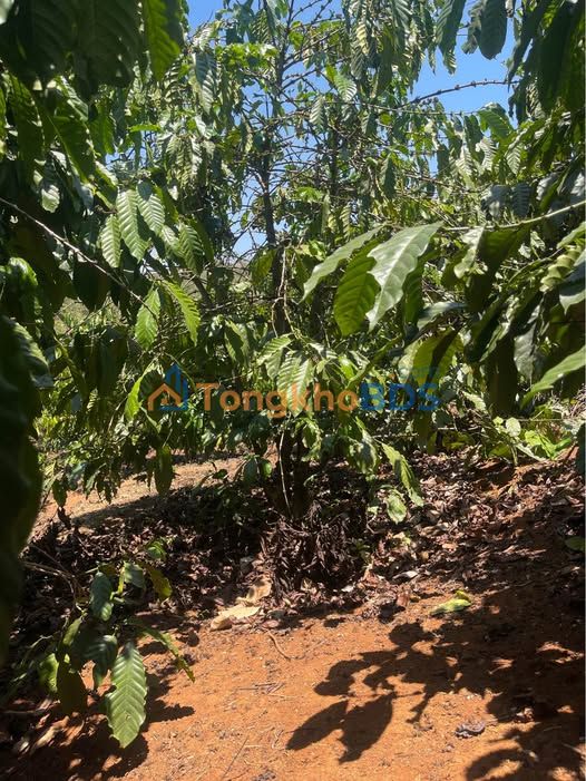 Đất vườn Ninh Gia 3.000m² 500 triệu - Sinh thái xanh