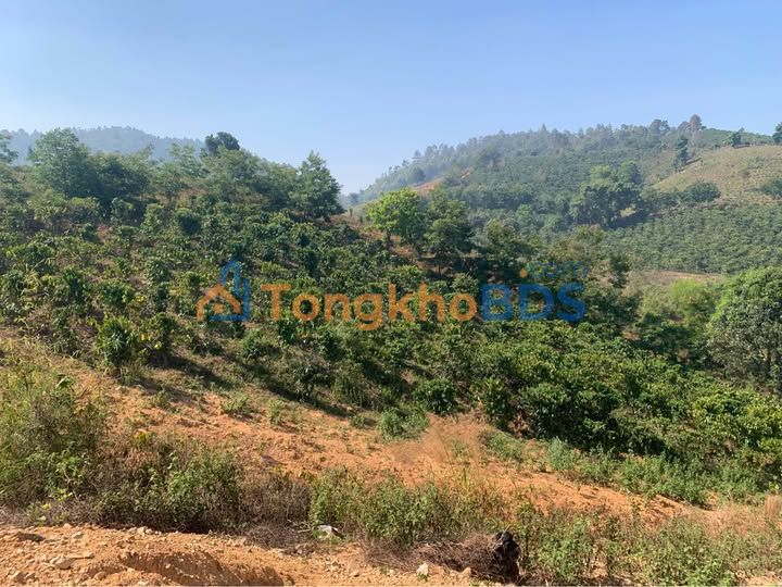 Đất vườn Phú Hội Đức Trọng 1,1ha 1,3 tỷ - Sinh thái xanh