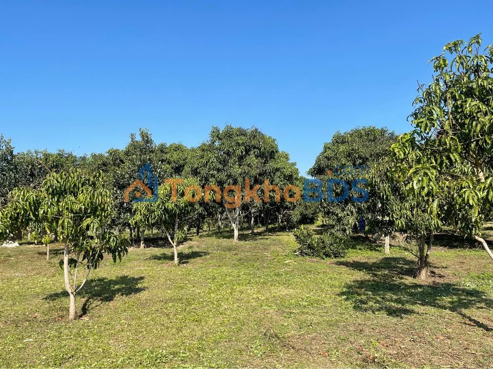 Đất nền Diên Lâm 3.000m² giá 1.8 tỷ - Sổ đỏ chính chủ