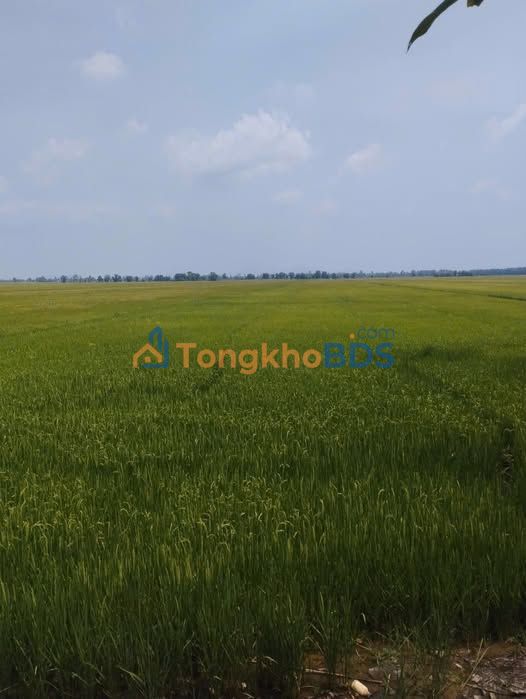 Farm Vĩnh Điều 30 công 3,3 tỷ - Pháp lý rõ ràng