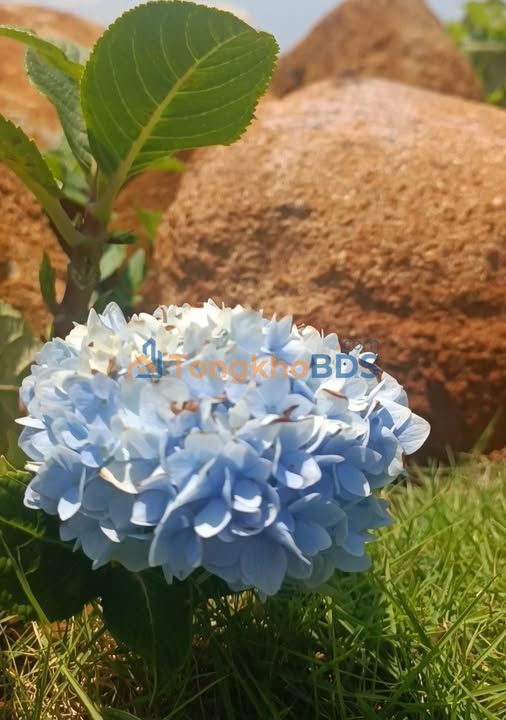 Đất nền Tây Sơn Bảo Lộc 170m² - Thổ cư 100% sẵn sàng