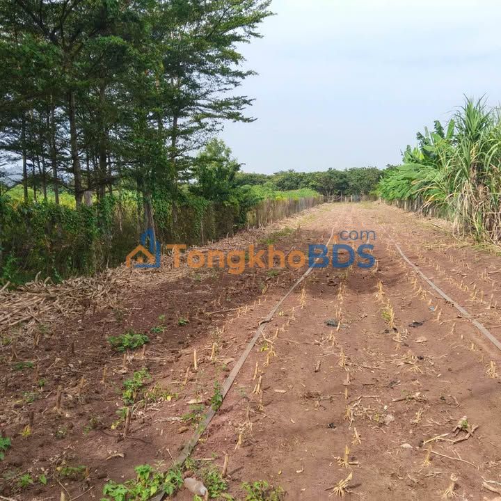 Đất nền Đường 29 Bà Rịa 1000m² 2.9 tỷ - Sổ đỏ chính chủ