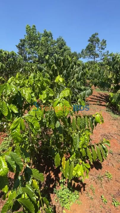 Đất vườn Chư Prông 1081m² 1.1 tỷ - An yên tĩnh lặng