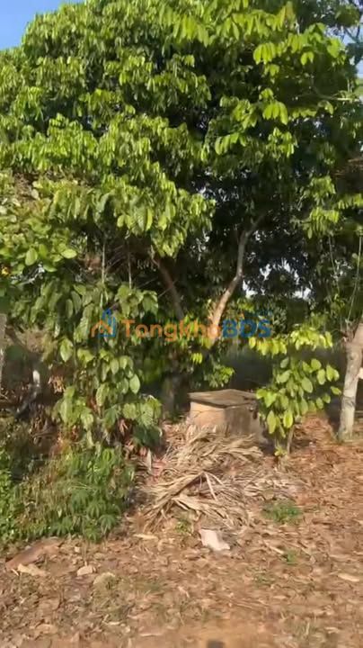 Đất nền Lâm San Cẩm Mỹ 1182m² 670 triệu - Sổ đỏ