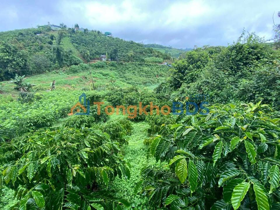 Đất nền Bảo Lộc P2 316m² 2 tỷ - Đường to ô tô