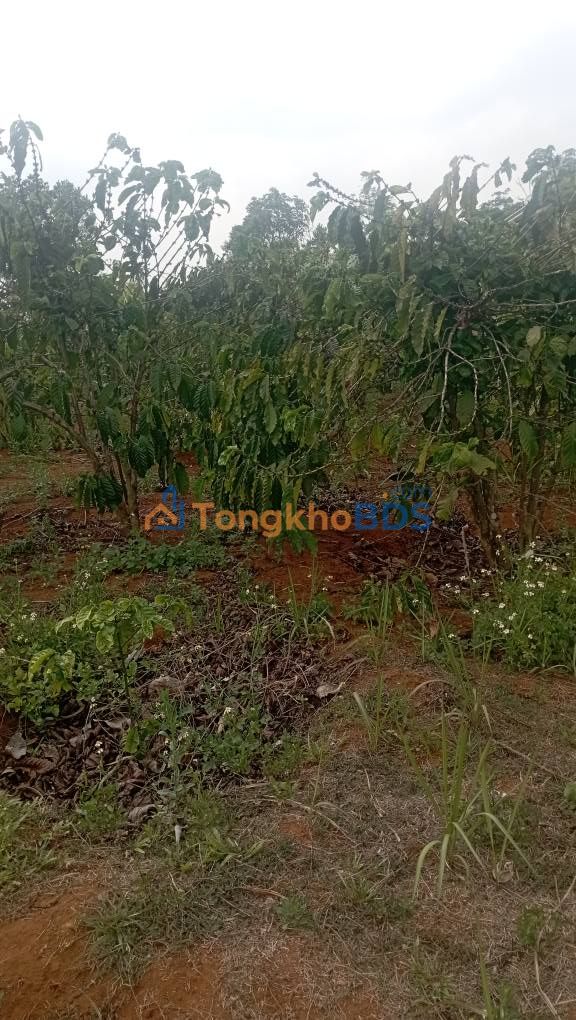 Đất vườn Gia Nghĩa 12.000m² 1,5 tỷ - Tiềm năng tăng giá