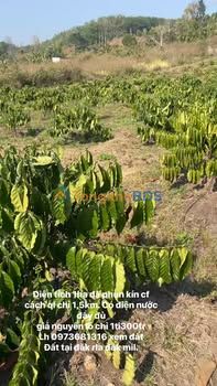 Đất vườn Đắk R'La Đắk Mil 1ha 1,3 tỷ - Sinh thái xanh